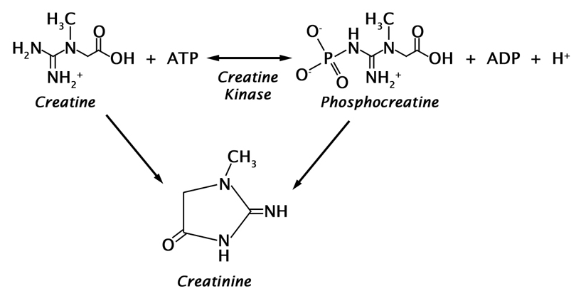 Creatinine Antibodies and Antigens - Creative Diagnostics