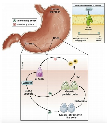 Gastrin-17 (G17) Antibodies and Antigens - Creative Diagnostics