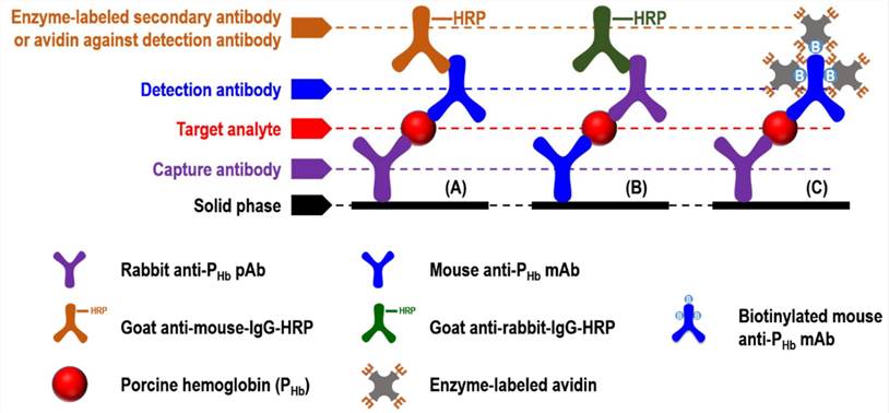 ELISA Antibody Probe - Creative Diagnostics