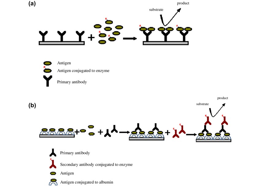 ELISA Enzyme Conjugates - Creative Diagnostics