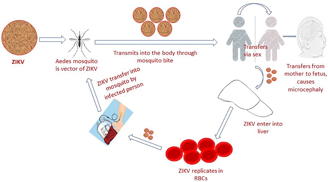 How To Detect Zika Virus Zikv Creative Diagnostics 3449