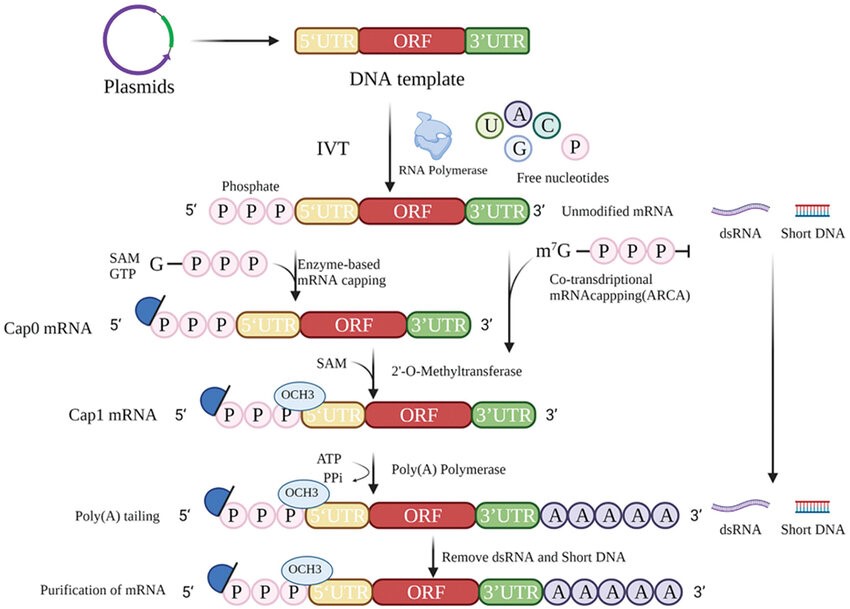 Related Enzyme Reagents - Creative Diagnostics