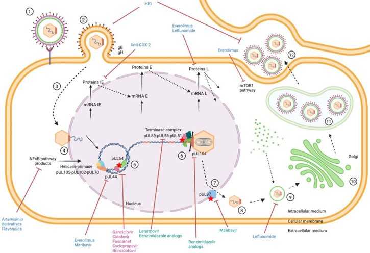 Native CMV (Strain AD169) Antigen (DAG3225) - Creative Diagnostics