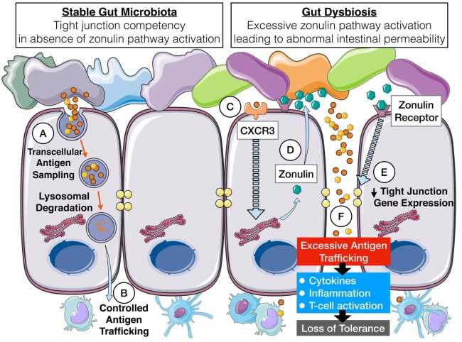 Mechanism of zonulin regulation of intestinal permeability