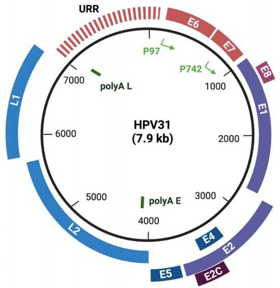 Recombinant Human Papilloma Virus type 31 L1 protein (VLP) (DAGF-231 ...