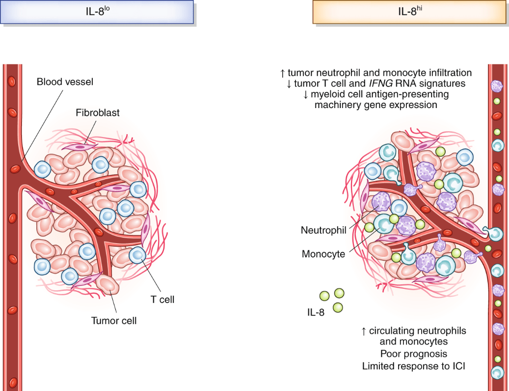 mouse-interleukin-8-elisa-kit1-1.png