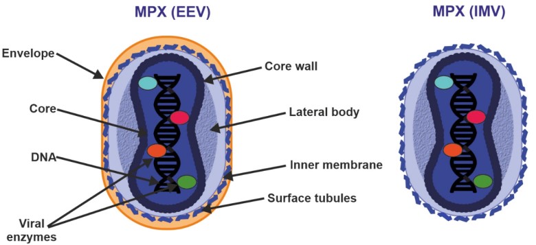 Schematic diagram of EEV and IMV structure