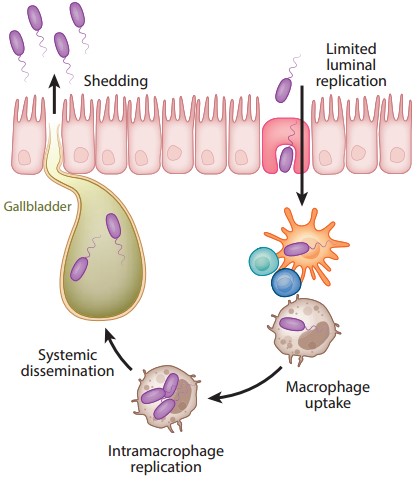 Inactivated Native Salmonella typhi Antigen (DAG-WT526) - Creative ...