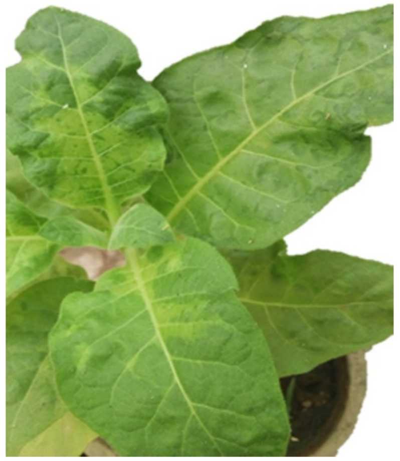 Symptoms of Tomato Mosaic Virus Infection in Nicotiana tabacum cv. Samsun (B) Induced by ToMV-Egypt Strain Inoculation (Sofy AR, 2021)