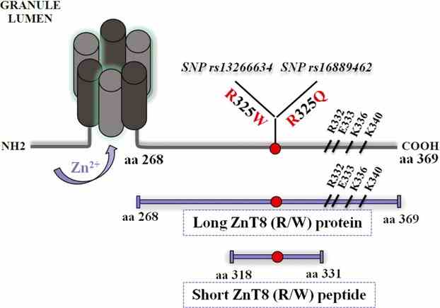 Schematic diagram of ZnT8 Protein with Cytoplasmic C-Terminus (Skärstrand H, 2013)