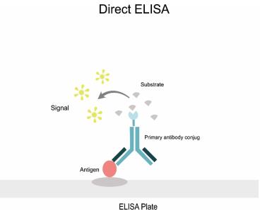 Introduction to Direct ELISA - Creative Diagnostics