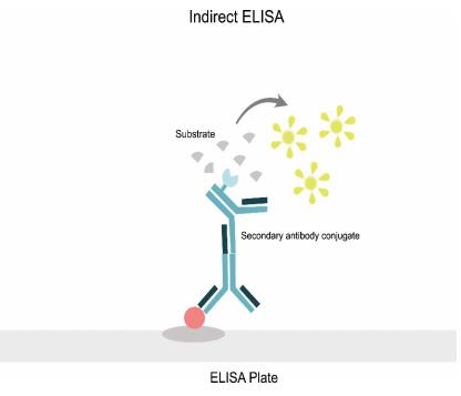 Introduction to Indirect ELISA - Creative Diagnostics