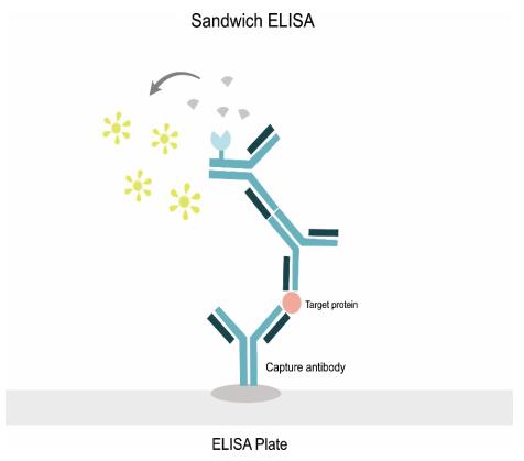 Introduction to Sandwich ELISA - Creative Diagnostics