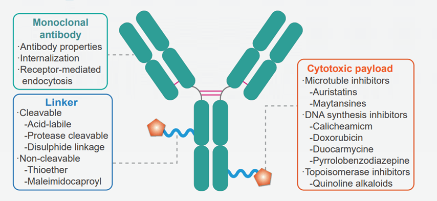 Antibody Drug Conjugate Mechanism Of Action - Vrogue.co