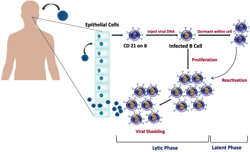 Antigens For Epstein Barr Virus EBV Antibody Tests Creative Diagnostics