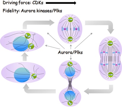 Aurora Kinase Signaling Pathway