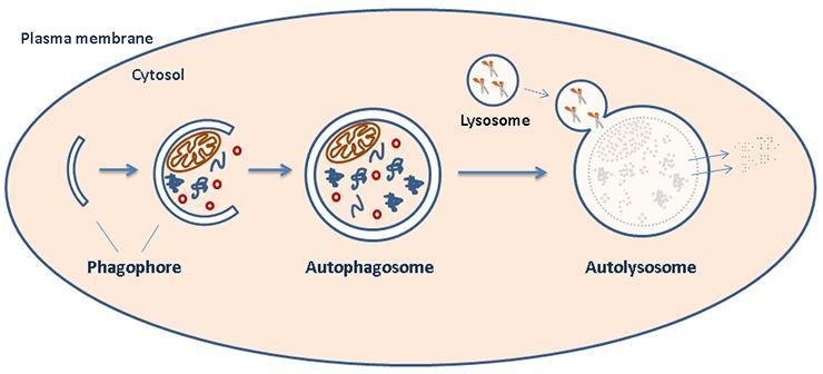 Autophagy and lysosome function