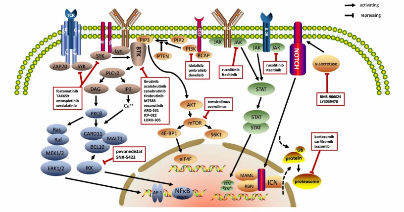 B&T Cell-Associated Lymphoma - Creative Diagnostics