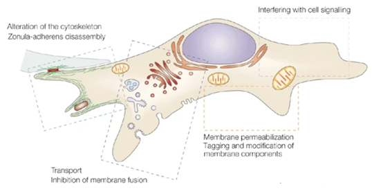 Cellular processes targeted by bacterial toxins