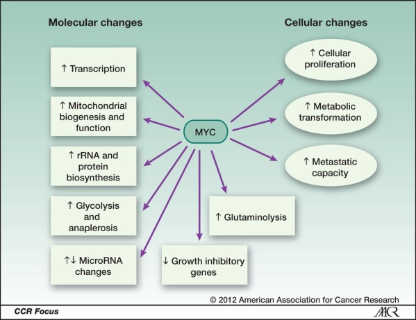 C-MYC Signaling Pathway