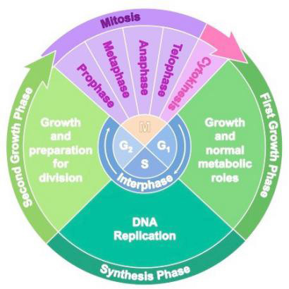 CDK signaling pathway