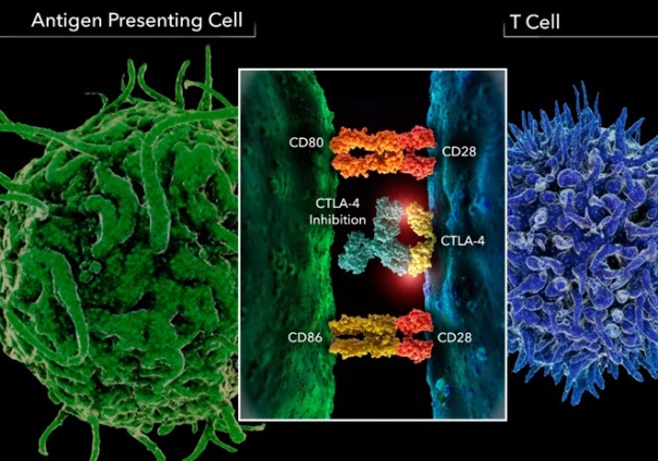 CD28 Signaling Pathway