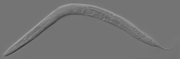 Caenorhabditis Elegans Antigens