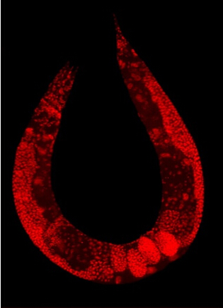 Caenorhabditis Elegans Antigens