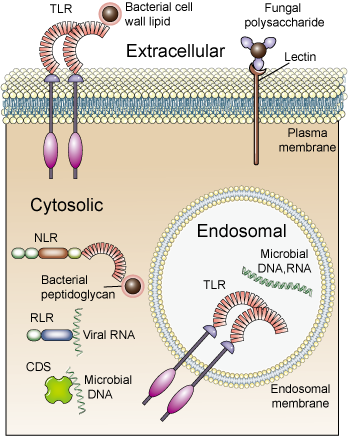 Cellular locations of PRR