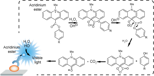 Chemiluminescence Immunoassay Guide - Creative Diagnostics