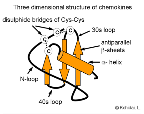 Novel, Orally Bioavailable γ-Aminoamide CC Chemokine Receptor 2