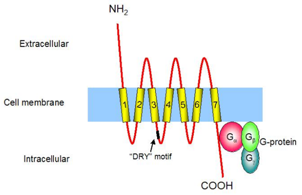 Chemokine Receptors in Allergy, Inflammation, and Infectious Disease