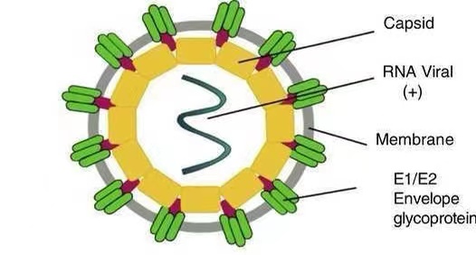 chikungunya structure