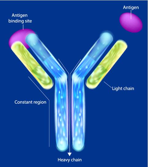 Monoclonal Antibodies - Creative Diagnostics