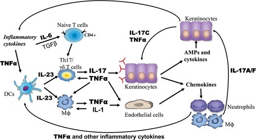 Cytokine Antibodies Creative Diagnostics