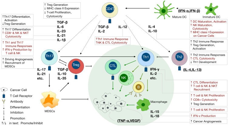 Cytokine Antibodies - Creative Diagnostics