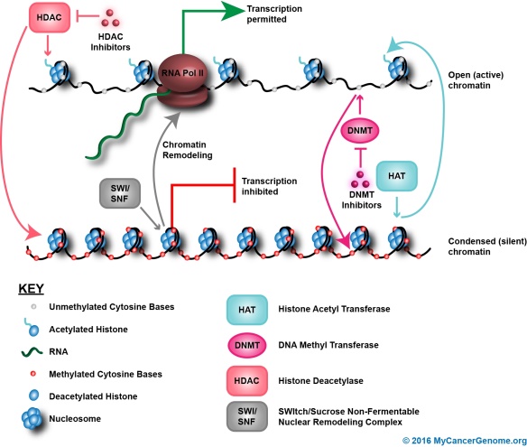 Genetics Signaling Pathway Creative Diagnostics