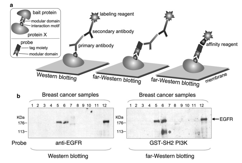 Protein Interaction Detection By Far Western Blotting Protocol