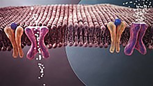 Diabetes Signaling Pathway