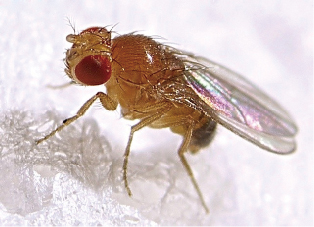 An introduction to fruit flies