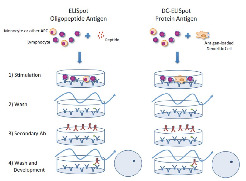 Elisa Experiment Protocol Creative Diagnostics