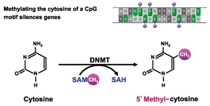 Epigenetics - Creative Diagnostics