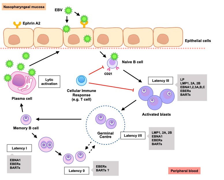 Epstein–Barr Virus Antigens - Creative Diagnostics