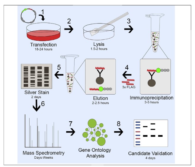 FLAG Tag - Creative Diagnostics