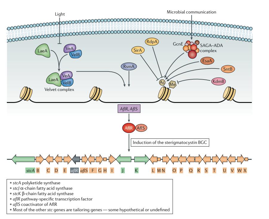 Immunology Reagents for Fungal Secondary Metabolism Research - Creative ...