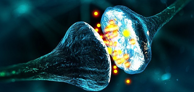 GABAergic Synapse Pathway