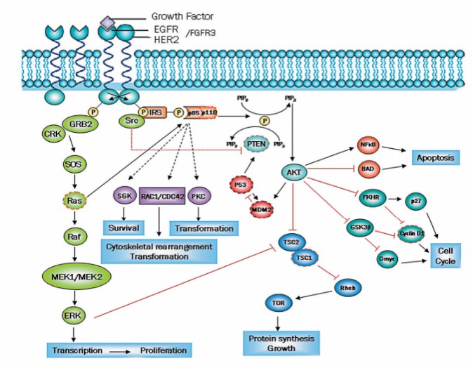 Genito-urinary Cancer - Creative Diagnostics