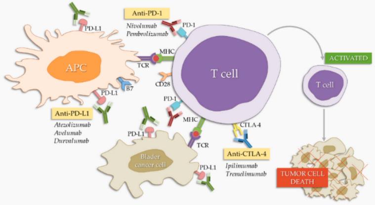 Genito-Urinary Cancer - Creative Diagnostics