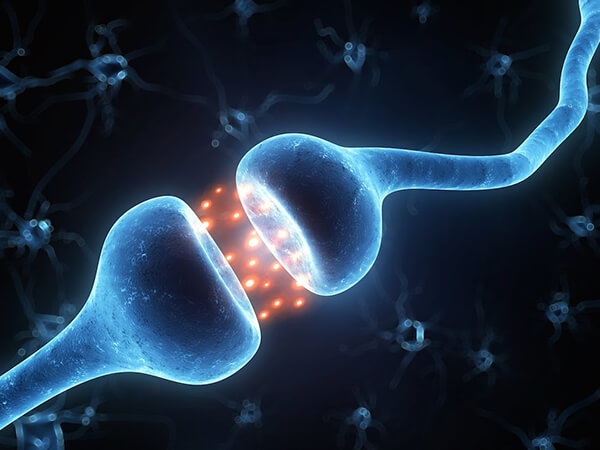 Glutamatergic Synapse Pathway