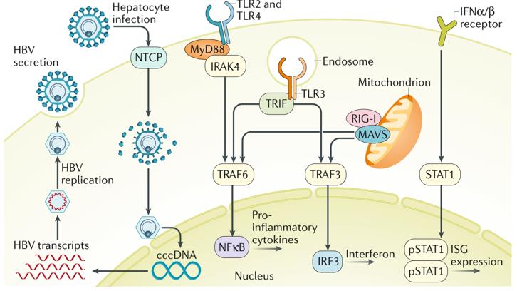 HBV and HCV Infections - Creative Diagnostics